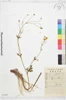 毛茛藏品圖，第1張