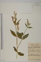 大花剪秋蘿藏品圖，第1張