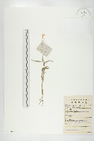 糖芥藏品圖，第1張