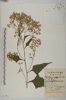 山尖子藏品圖，第1張