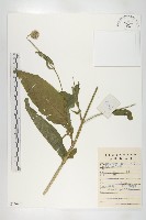 續斷藏品圖，第1張