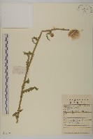 飛廉藏品圖，第1張