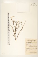 毛蓮菜藏品圖，第1張