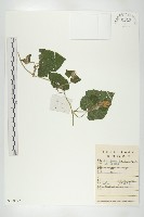 赤瓟藏品圖，第1張