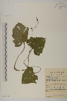 腺梗菜藏品圖，第1張