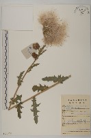 煙管草藏品圖，第1張