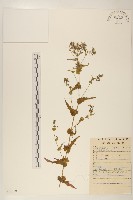 抱莖苦菜藏品圖，第1張