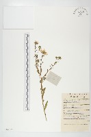 狗娃花藏品圖，第1張