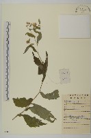 山白蘭藏品圖，第1張