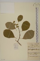 南蛇藤藏品圖，第1張