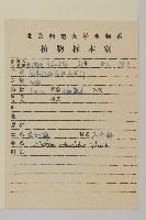南蛇藤藏品圖，第2張