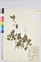 雀兒舌頭藏品圖，第1張