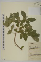 衛矛藏品圖，第1張