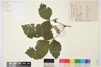 大葉鐵線蓮藏品圖，第1張