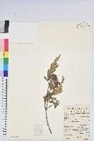 照白杜鵑藏品圖，第1張