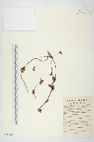 日本菟絲子藏品圖，第1張