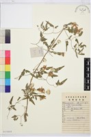 黃花鐵線蓮藏品圖，第1張