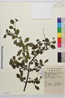 小葉鼠李藏品圖，第1張