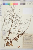 貝加爾唐松草藏品圖，第1張