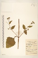 腺梗豨薟藏品圖，第1張