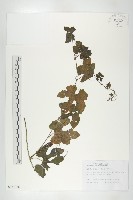 中華括樓藏品圖，第1張