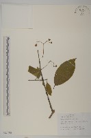 厚葉衛矛, 源一木藏品圖，第1張