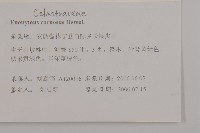 厚葉衛矛, 源一木藏品圖，第2張