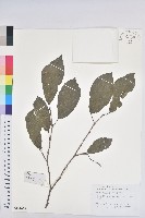 白臼藏品圖，第1張