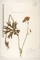 兔兒傘藏品圖，第1張