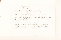 兔兒傘藏品圖，第2張