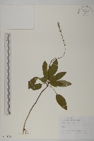 阿里山鬼督郵藏品圖，第1張