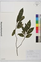 鈍齒鼠李藏品圖，第1張