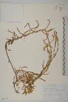 瞿麥藏品圖，第1張