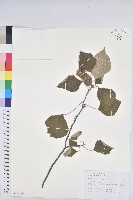 白背葉藏品圖，第1張