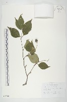 尖葉四照花藏品圖，第1張