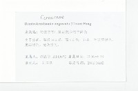 尖葉四照花藏品圖，第2張