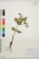 華東唐松草藏品圖，第1張