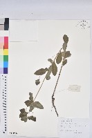 登錄號:S131096藏品圖，第1張