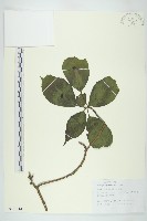 青莢葉藏品圖，第1張