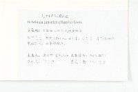 青莢葉藏品圖，第2張