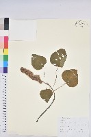 登錄號:S131119藏品圖，第1張