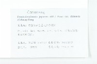 四照花藏品圖，第2張