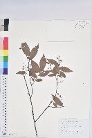 米飯花藏品圖，第1張