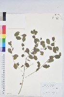 青灰葉下珠藏品圖，第1張