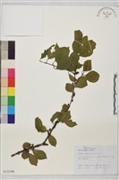 圓葉鼠李藏品圖，第1張