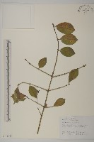 衛矛、錦木藏品圖，第1張