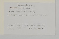 小葉藜藏品圖，第2張