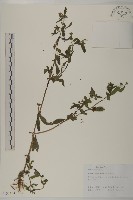 鱧腸藏品圖，第1張