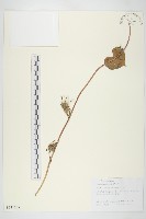 圓葉牽牛藏品圖，第1張