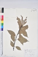 青剛櫟、鐵椆藏品圖，第1張